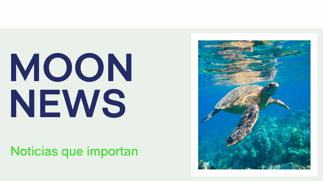 Mantén tu hidratación corporal con bebidas refrescantes saludables